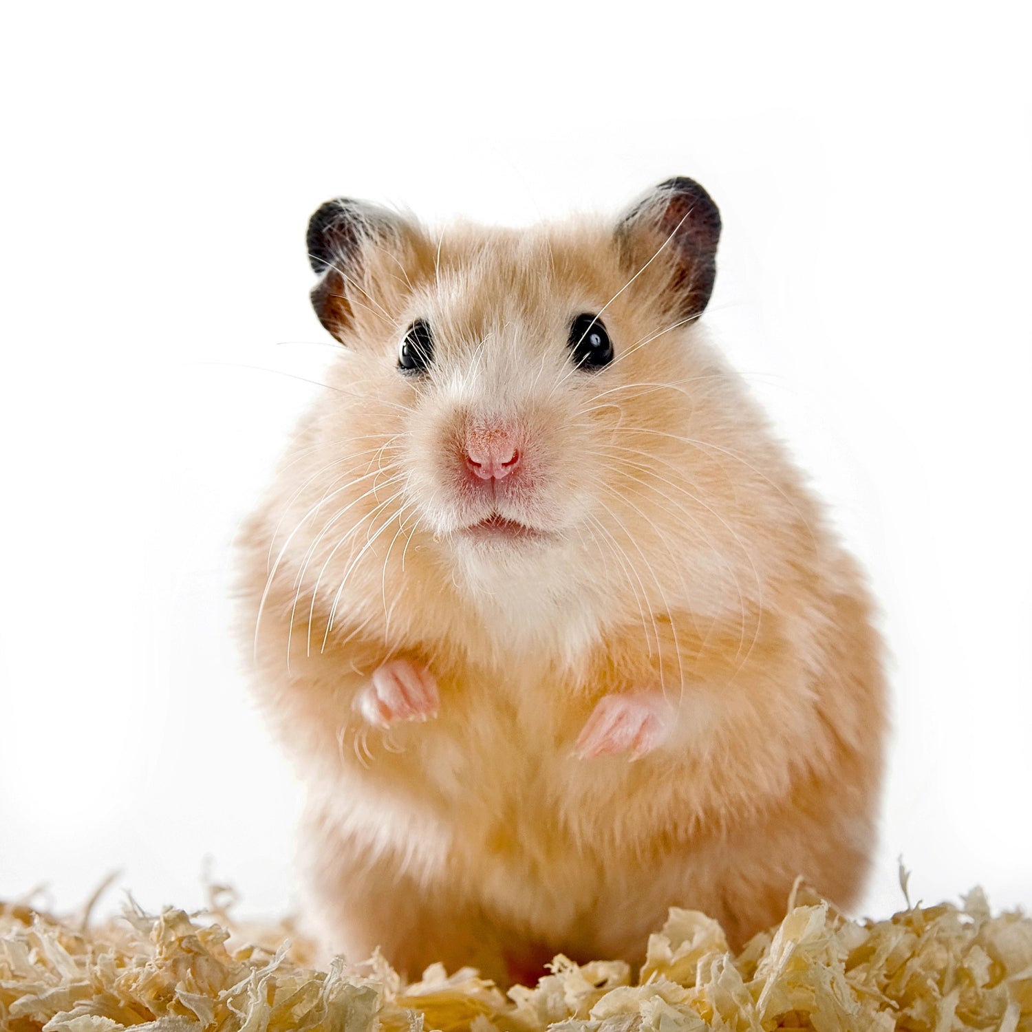 Hamster