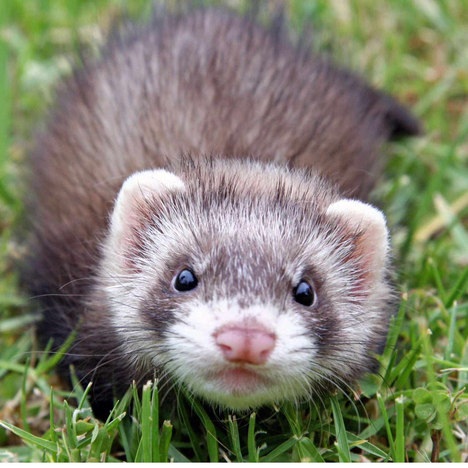 Ferret